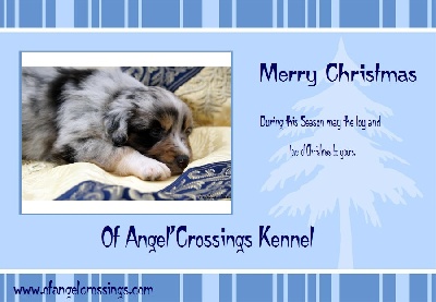 of Angel'Crossings - Joyeux Noël !