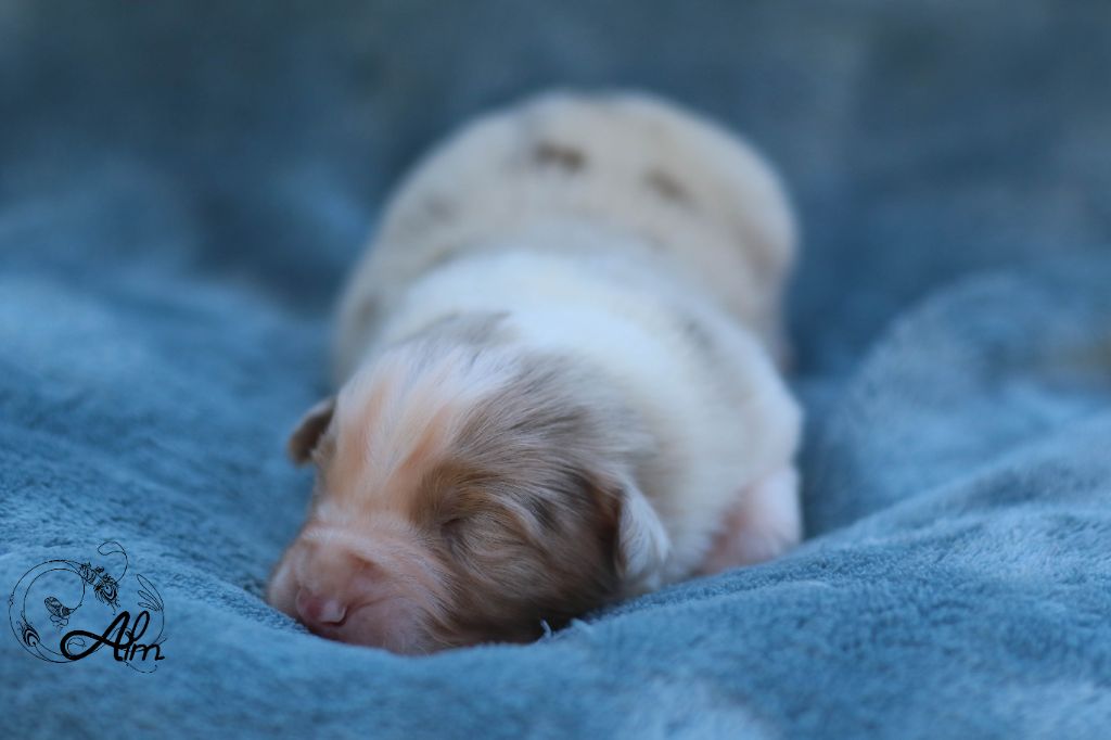 chiot Berger Australien of Angel'Crossings