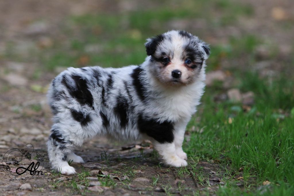 chiot Berger Australien of Angel'Crossings