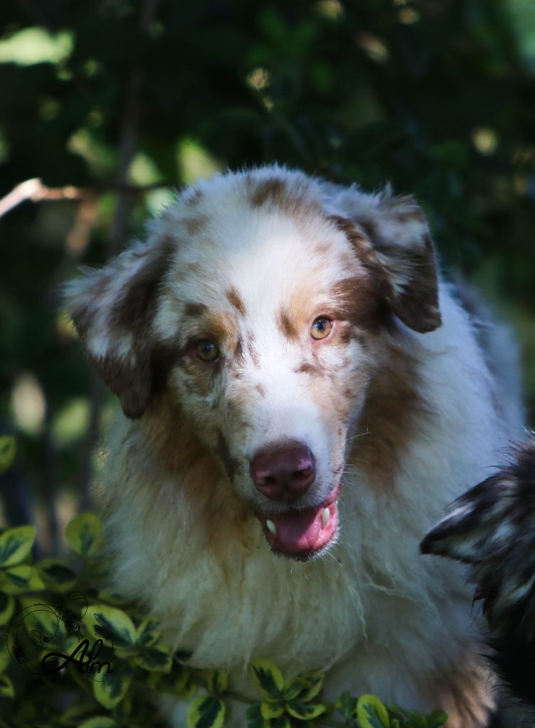 of Angel'Crossings - Chiot disponible  - Berger Australien