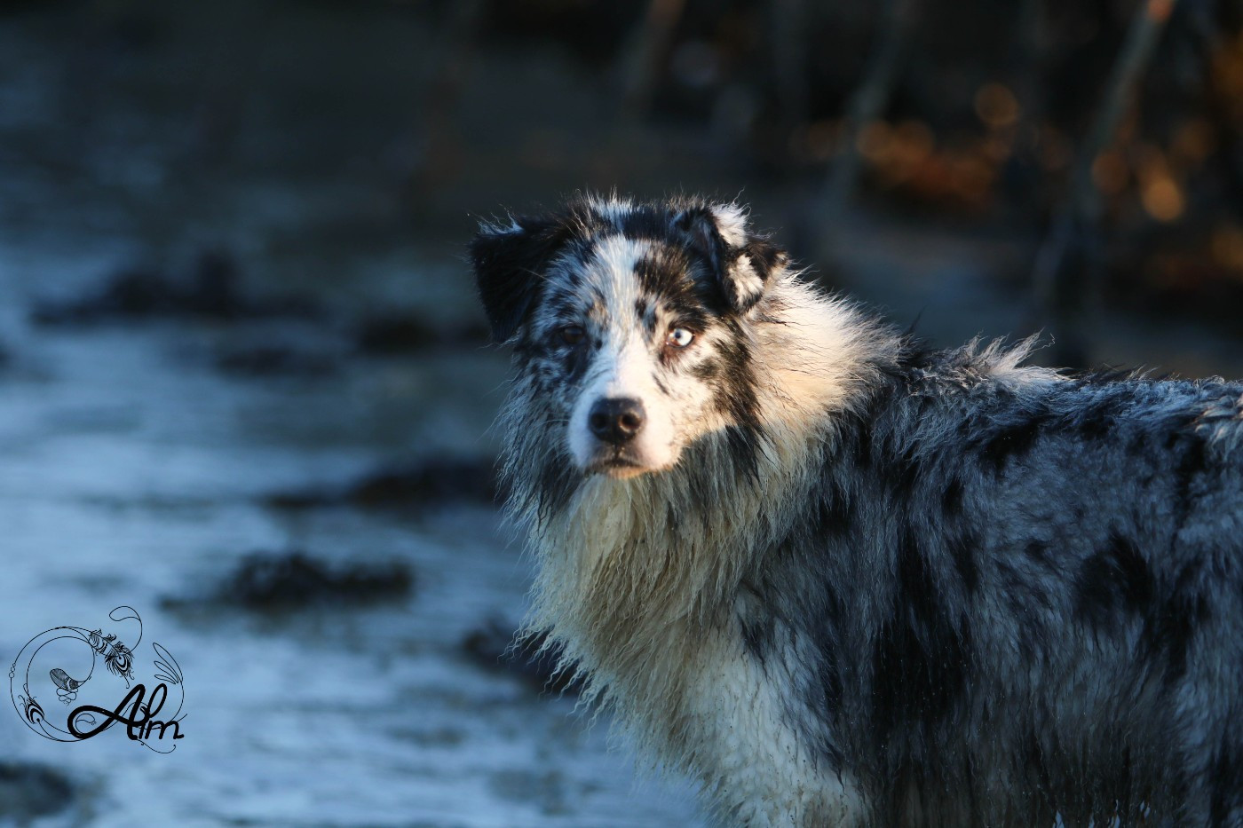 The Queen's Gambit of Angel'Crossings