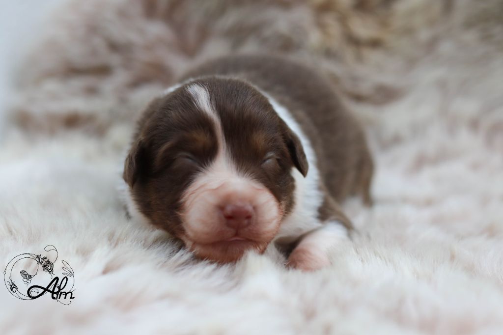 of Angel'Crossings - Chiots disponibles - Berger Australien