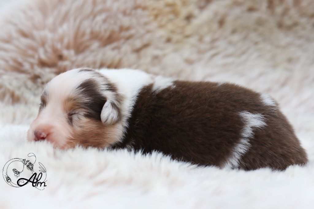 of Angel'Crossings - Chiots disponibles - Berger Australien