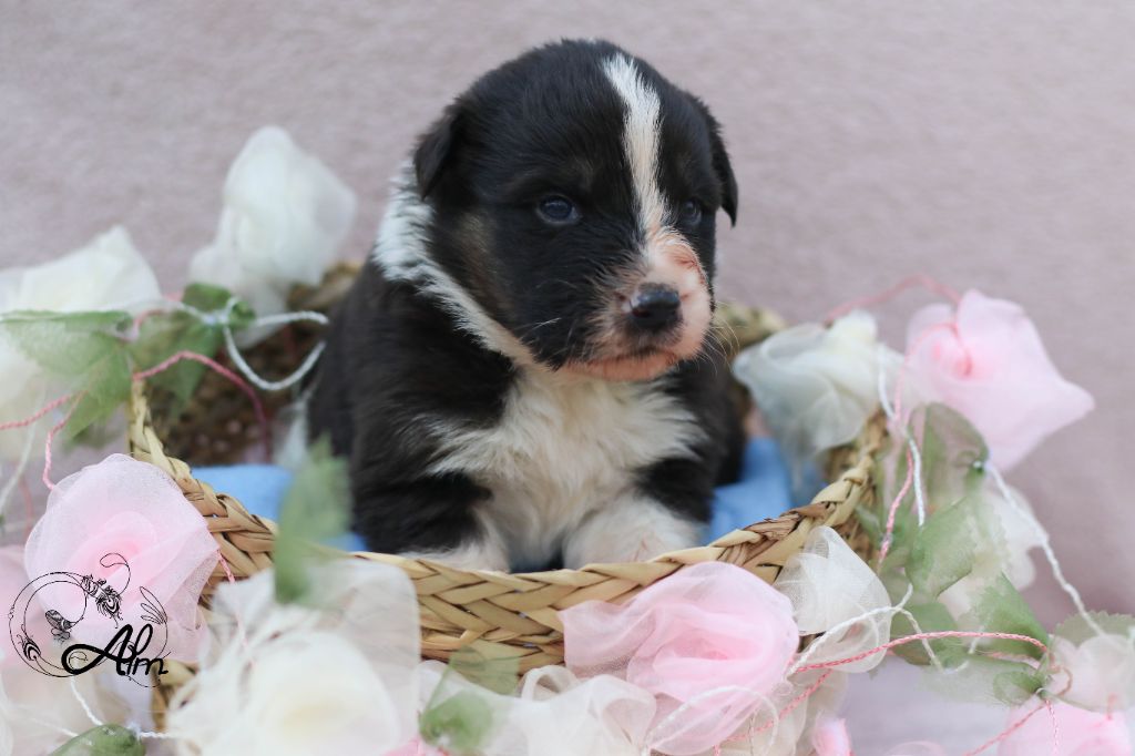 of Angel'Crossings - Chiots disponibles - Berger Australien