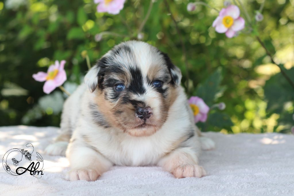 of Angel'Crossings - Chiots disponibles - Berger Australien