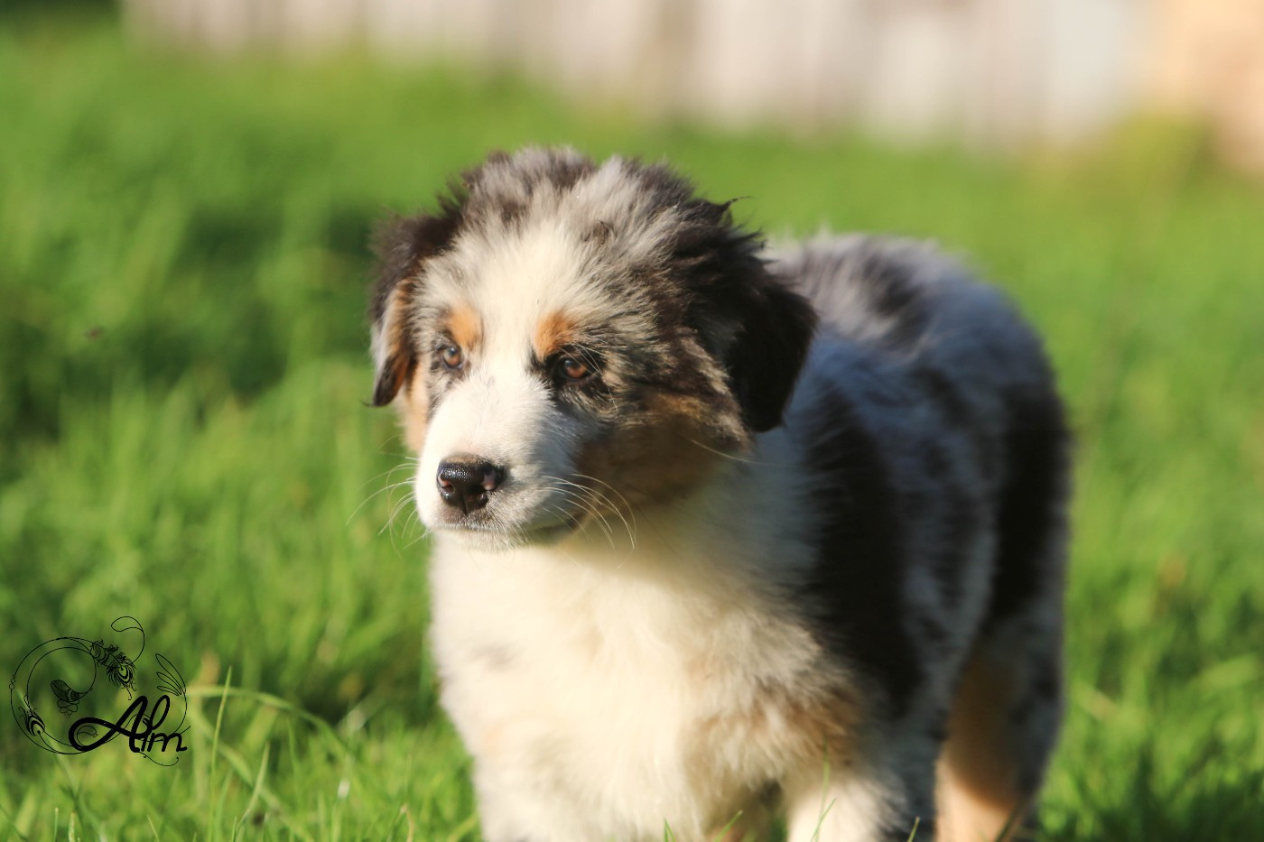 of Angel'Crossings - Chiots disponibles - Berger Australien