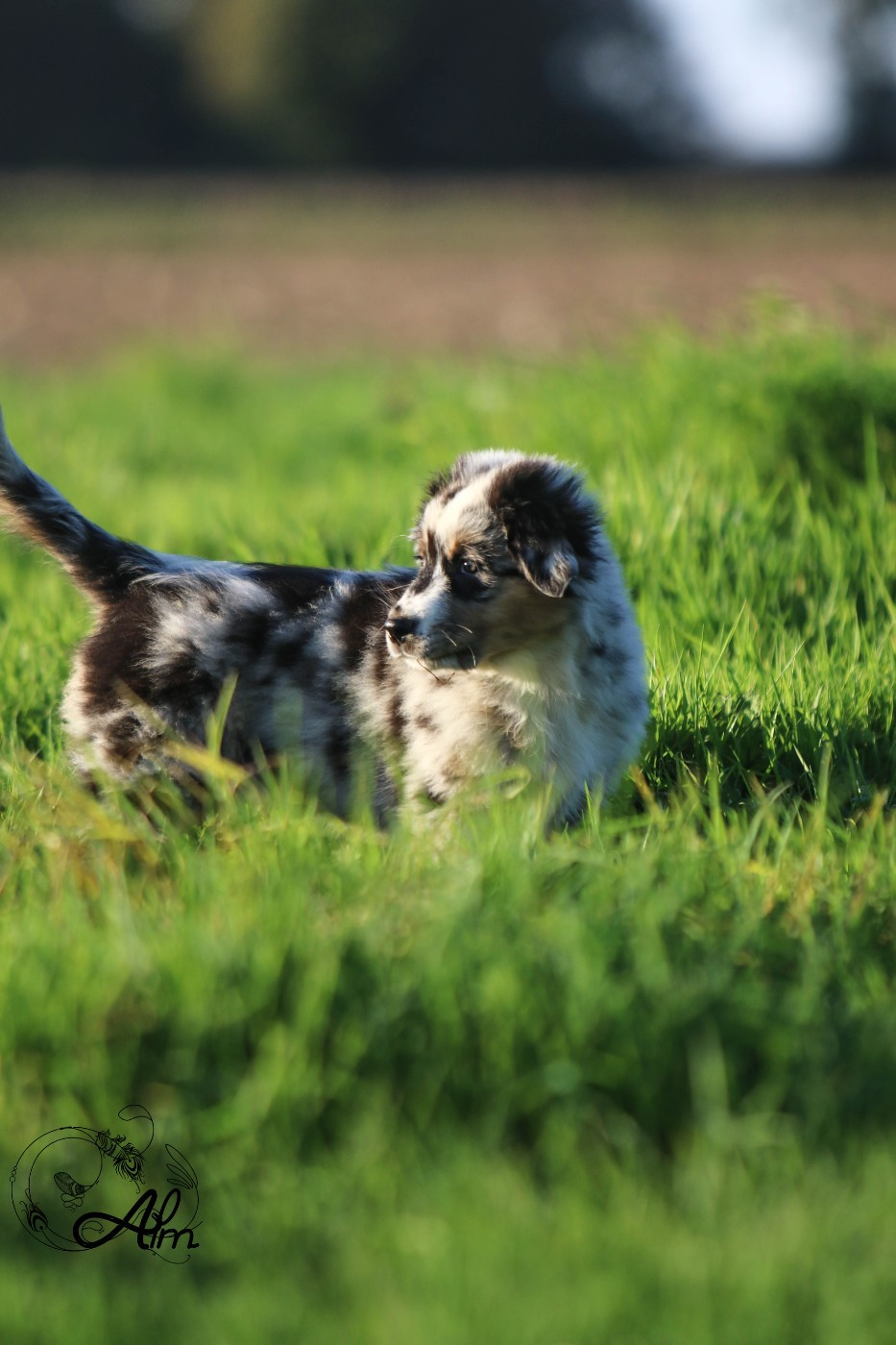 of Angel'Crossings - Chiots disponibles - Berger Australien