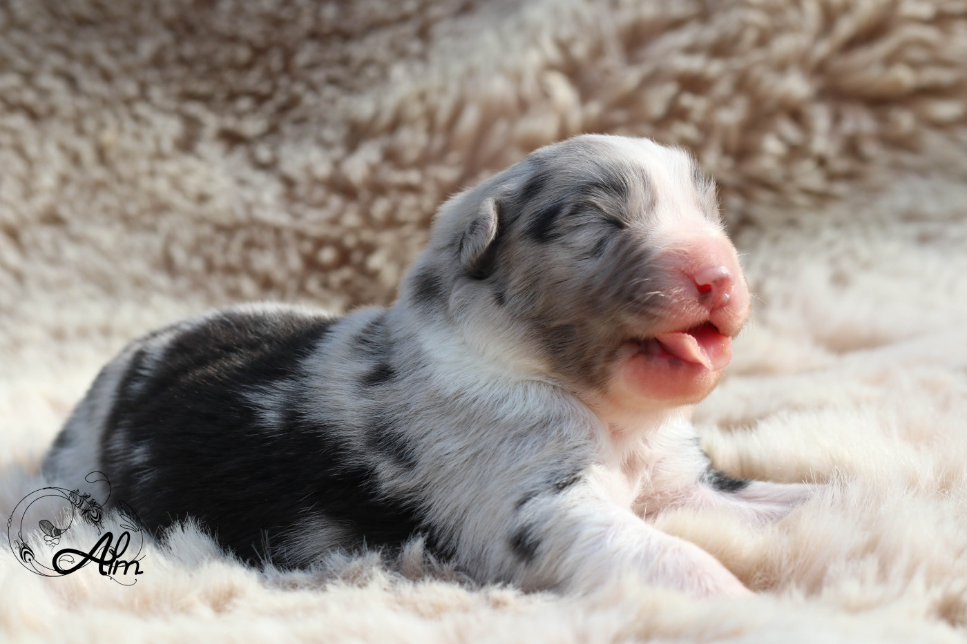 Chiot Berger Australien of Angel'Crossings