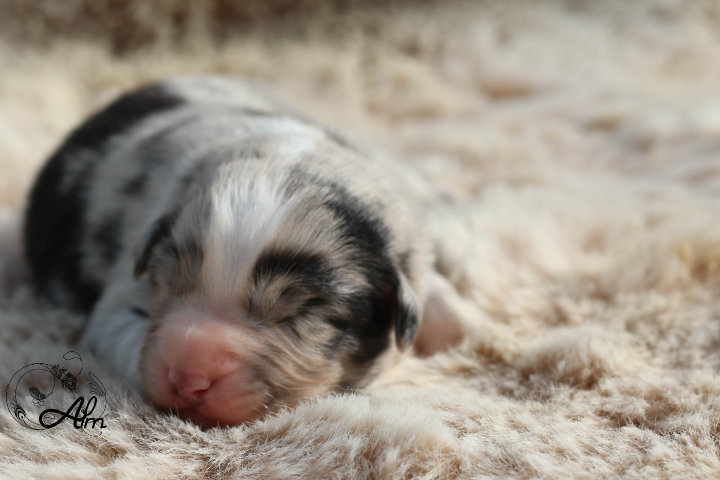 of Angel'Crossings - Chiots disponibles - Berger Australien