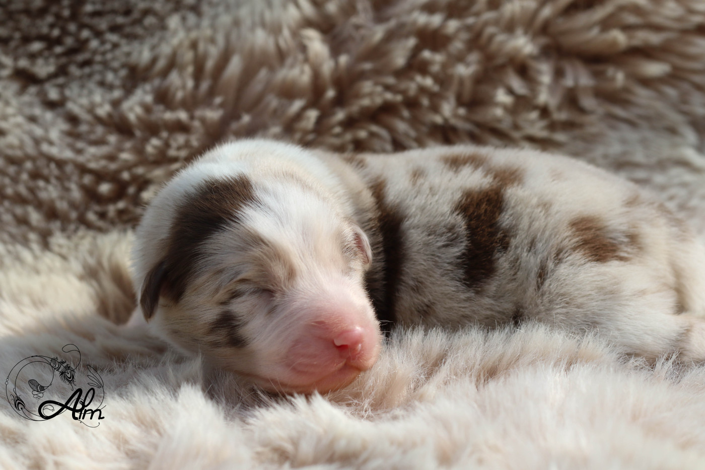 of Angel'Crossings - Chiots disponibles - Berger Australien