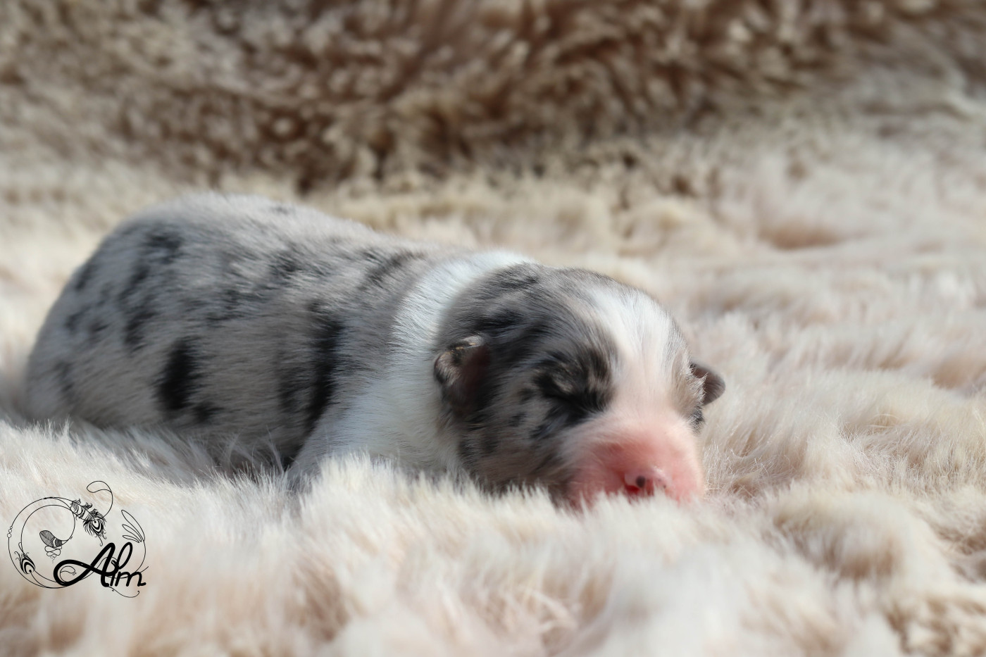 of Angel'Crossings - Chiots disponibles - Berger Australien