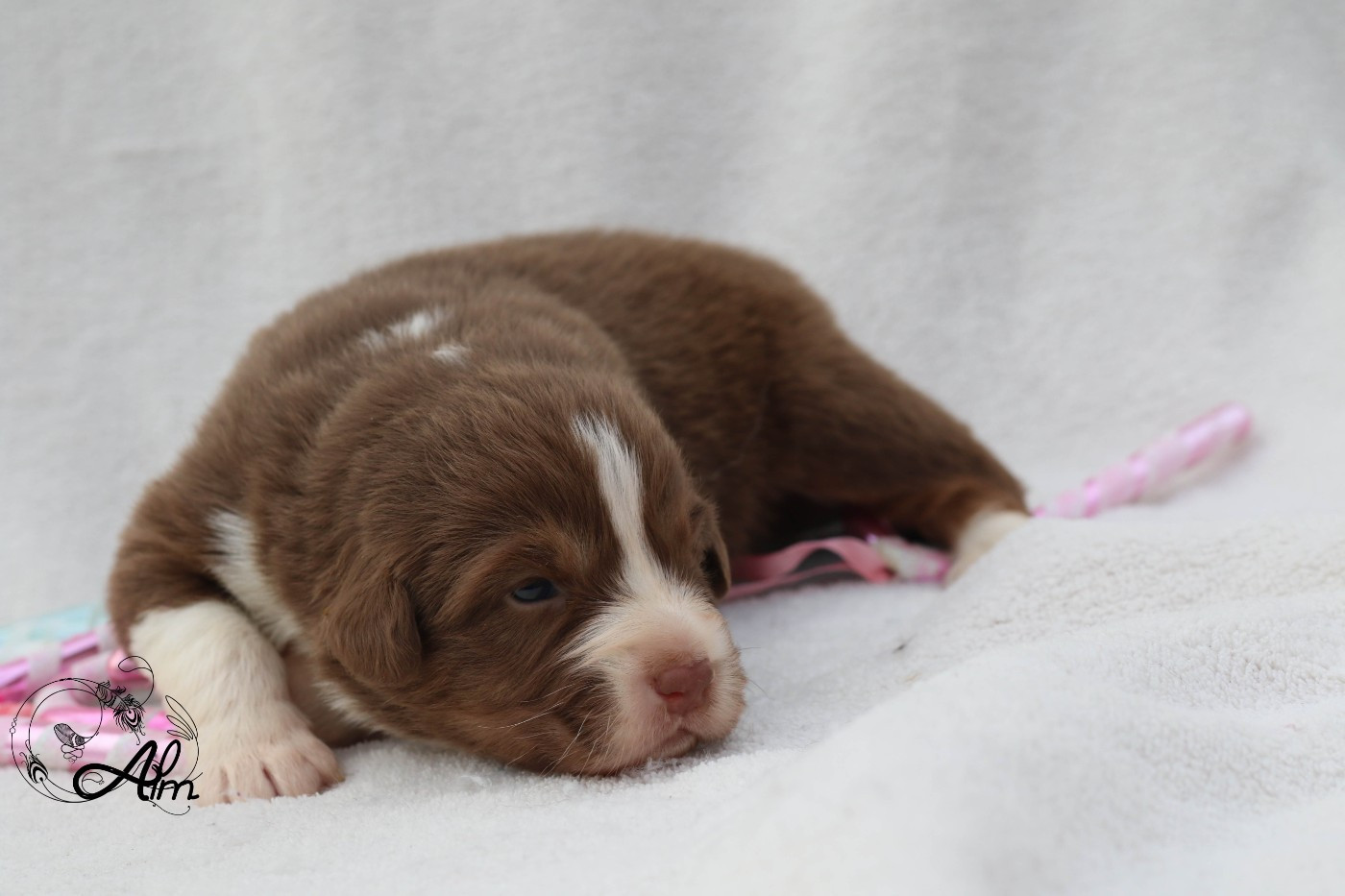 Chiot Berger Australien of Angel'Crossings