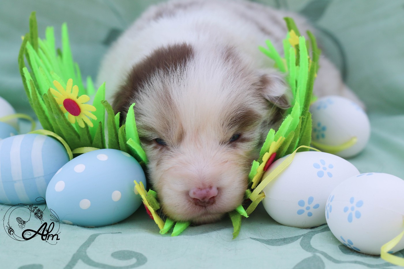 of Angel'Crossings - Chiots disponibles - Berger Australien