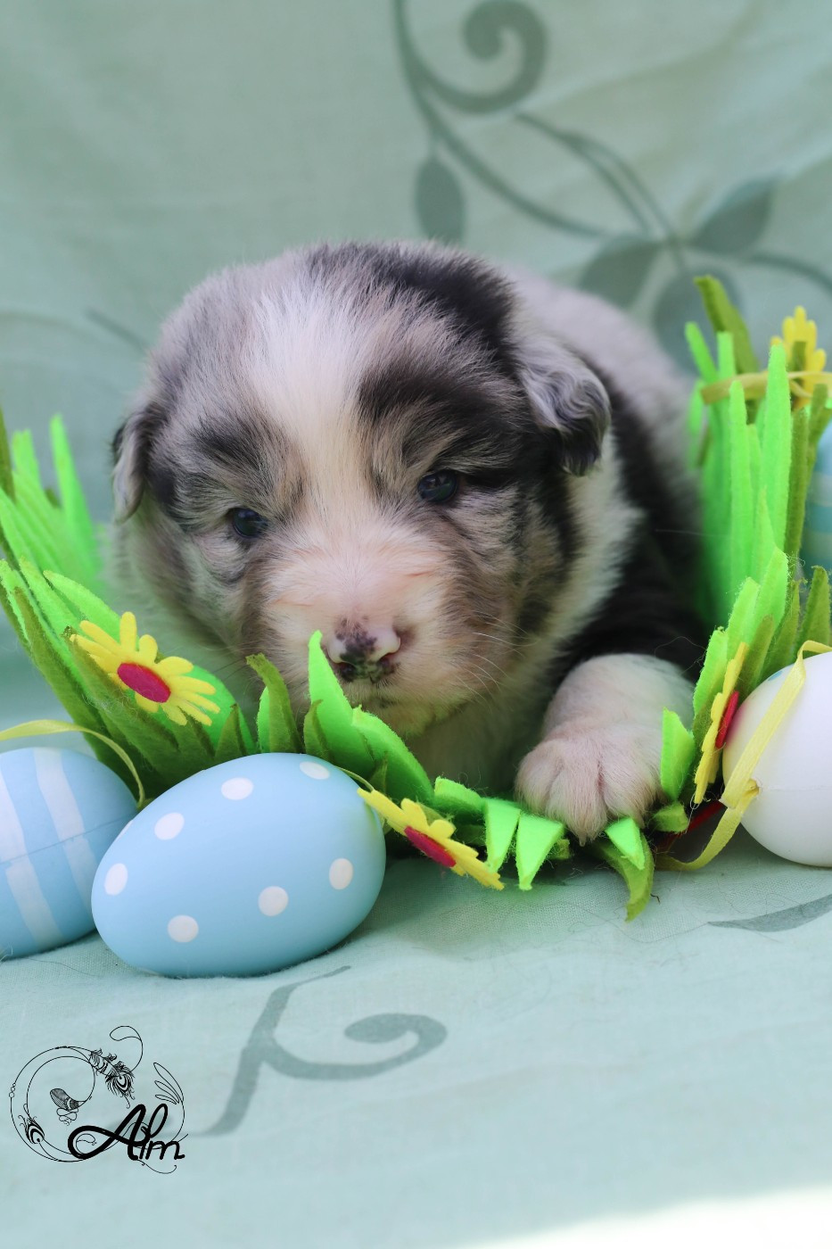 of Angel'Crossings - Chiots disponibles - Berger Australien