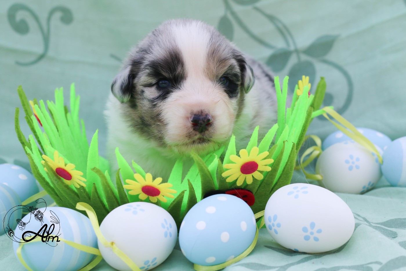 of Angel'Crossings - Chiots disponibles - Berger Australien