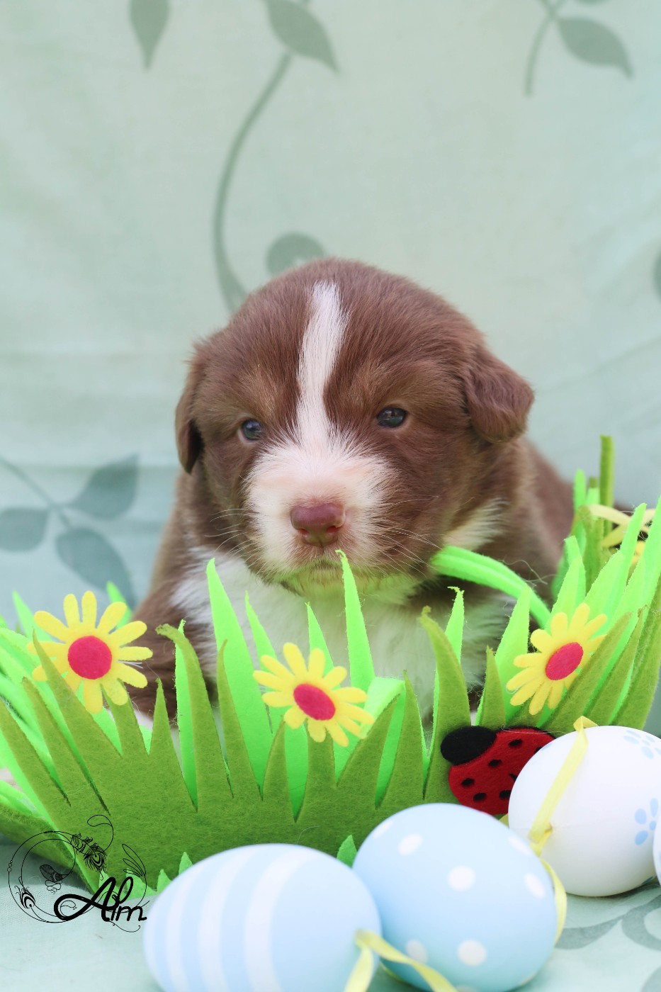 of Angel'Crossings - Chiots disponibles - Berger Australien