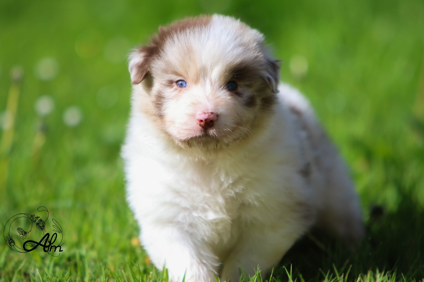 of Angel'Crossings - Chiots disponibles - Berger Australien