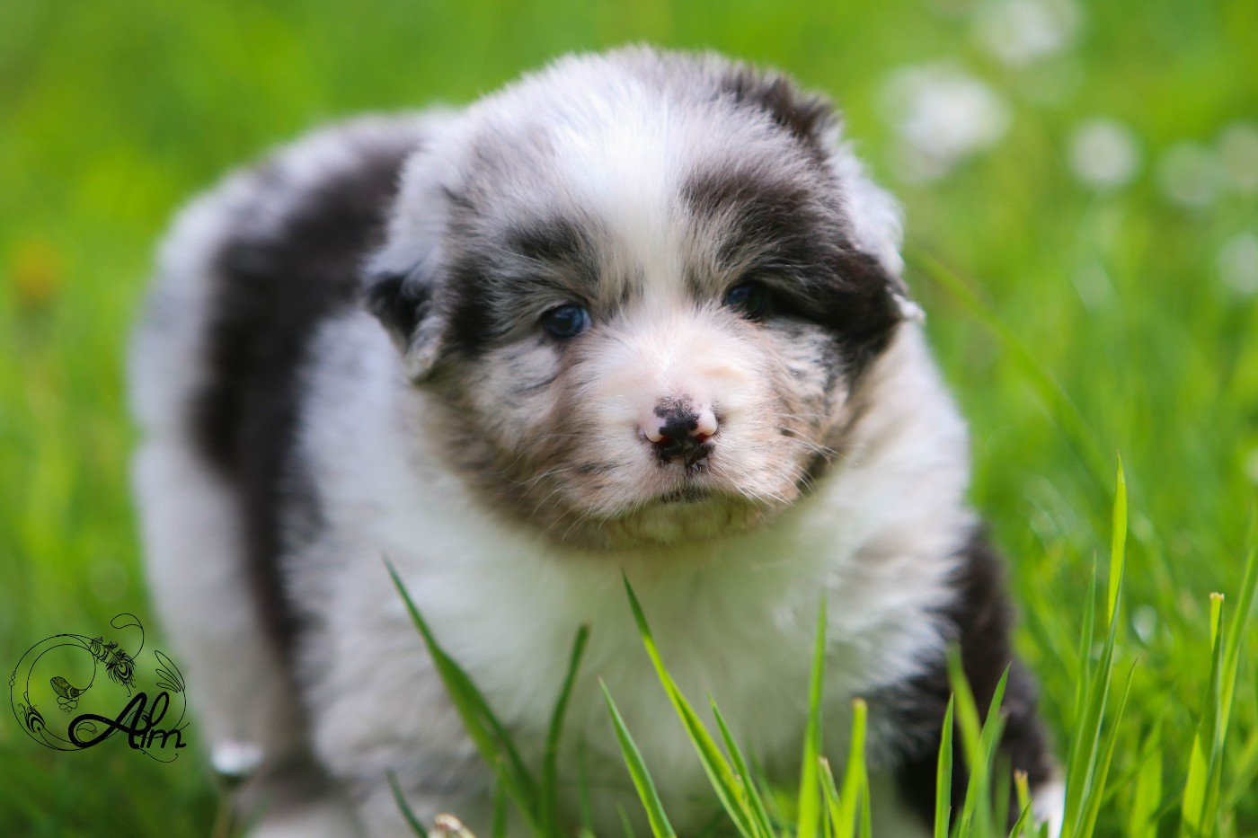 of Angel'Crossings - Chiots disponibles - Berger Australien