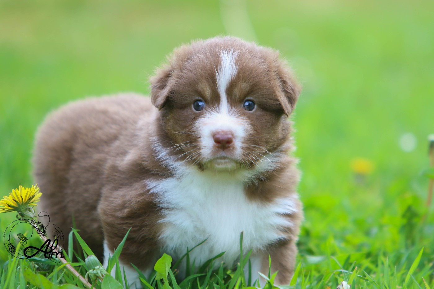 of Angel'Crossings - Chiots disponibles - Berger Australien