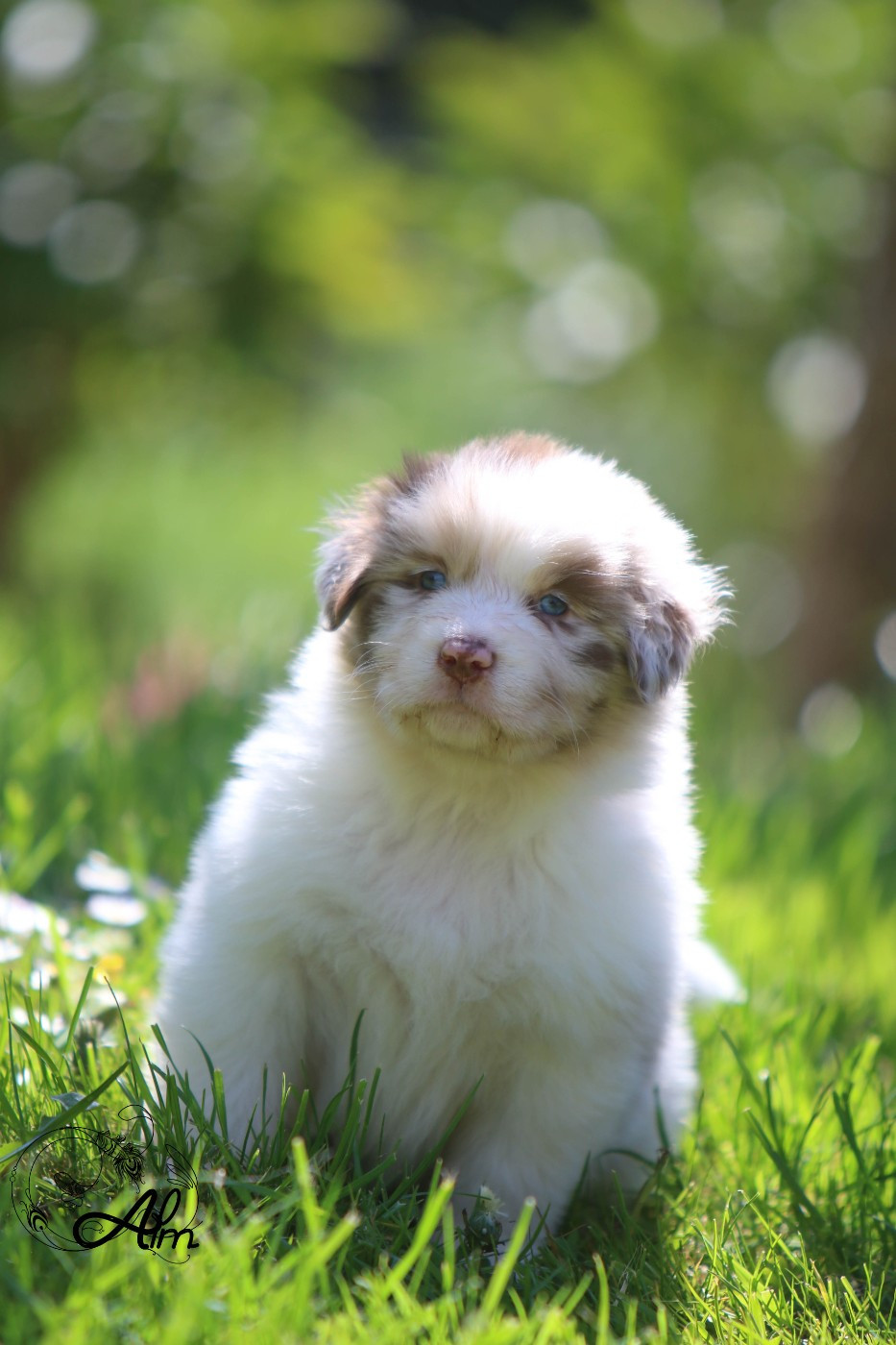 of Angel'Crossings - Chiots disponibles - Berger Australien