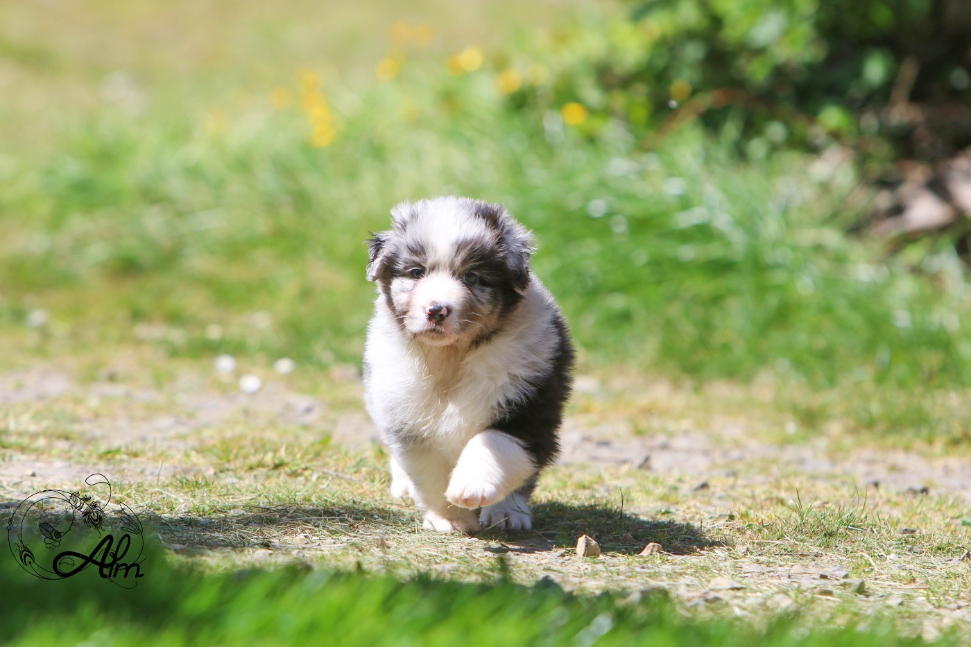 of Angel'Crossings - Chiots disponibles - Berger Australien