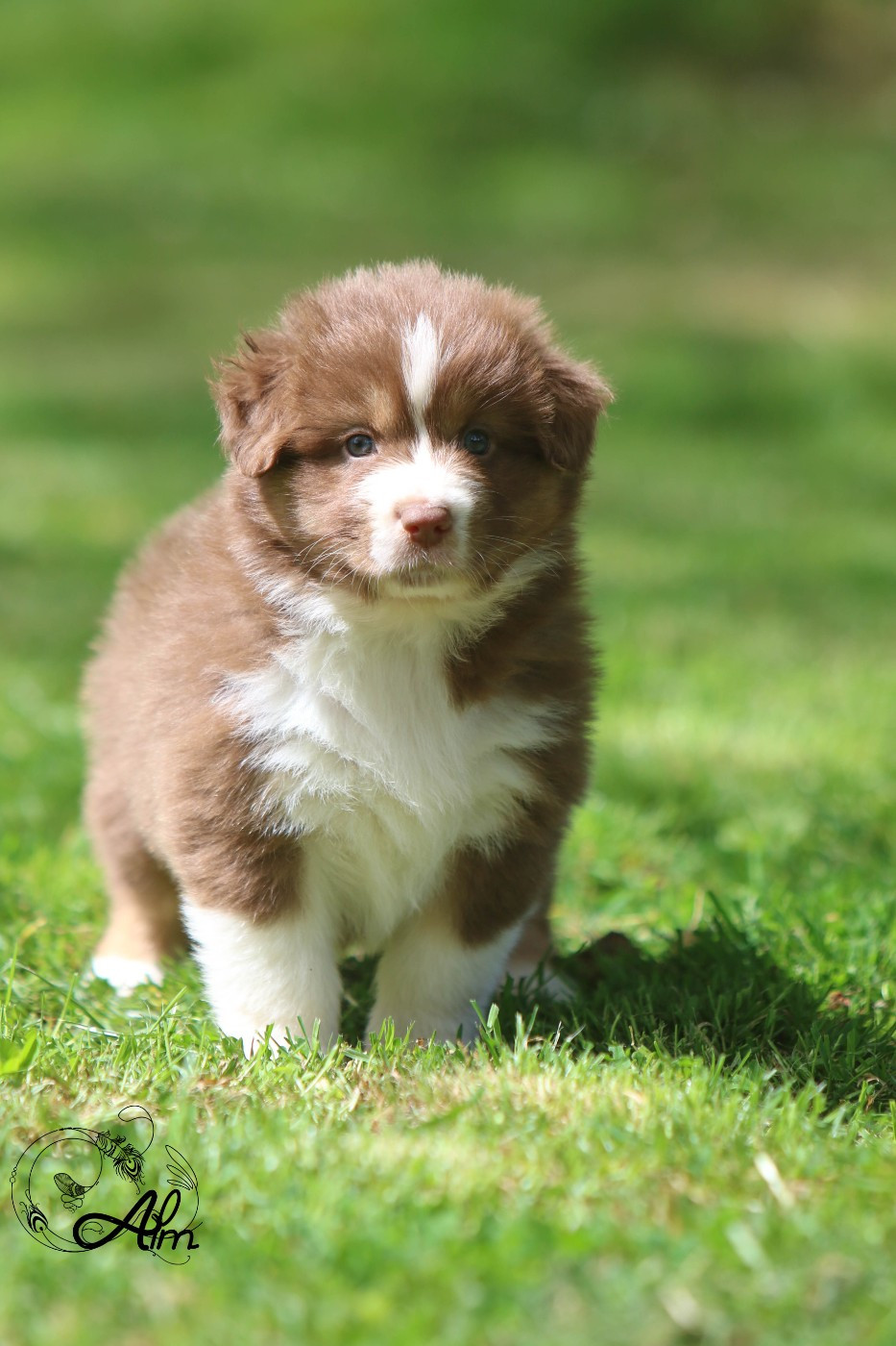 of Angel'Crossings - Chiots disponibles - Berger Australien