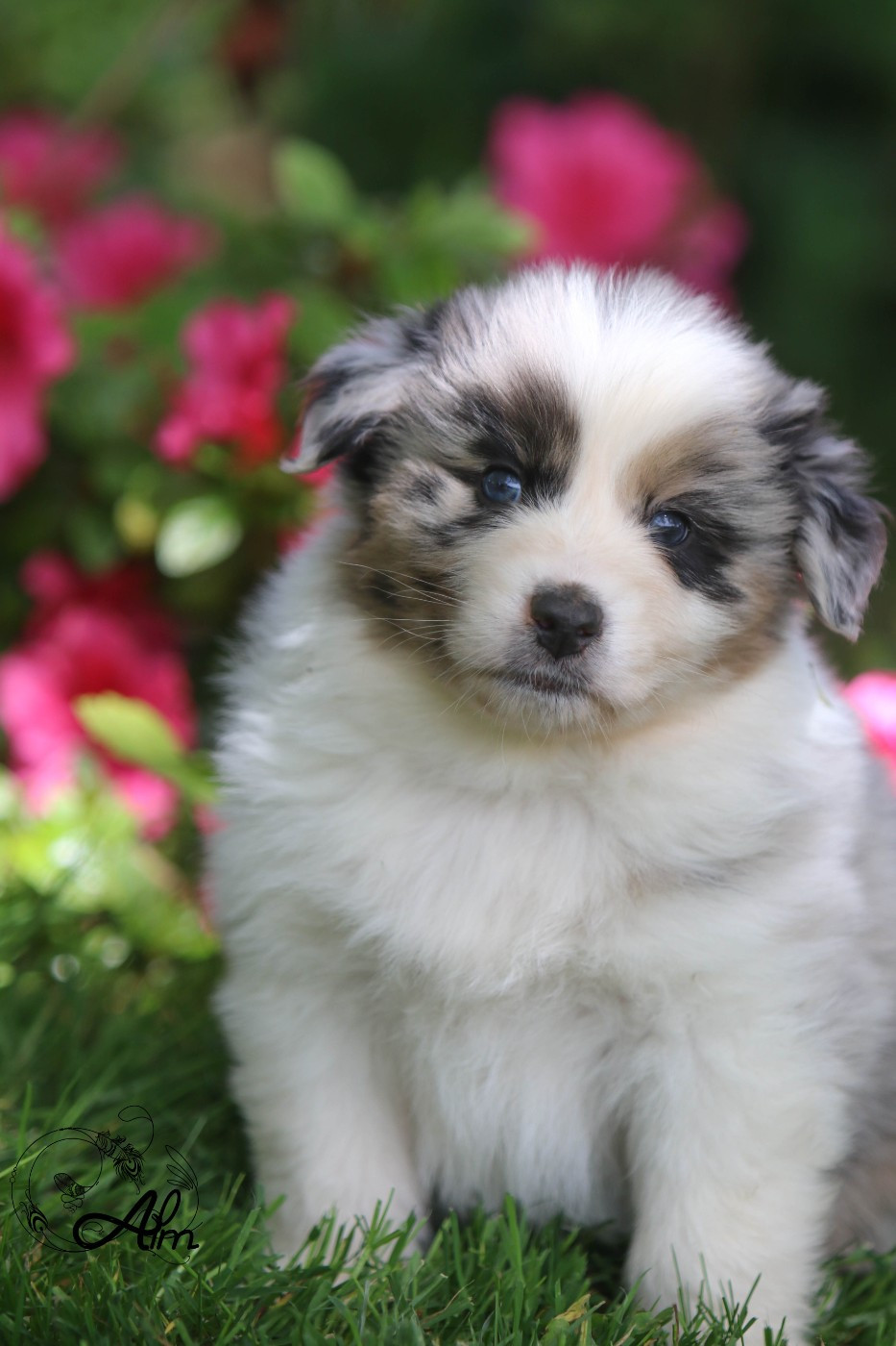 of Angel'Crossings - Chiots disponibles - Berger Australien