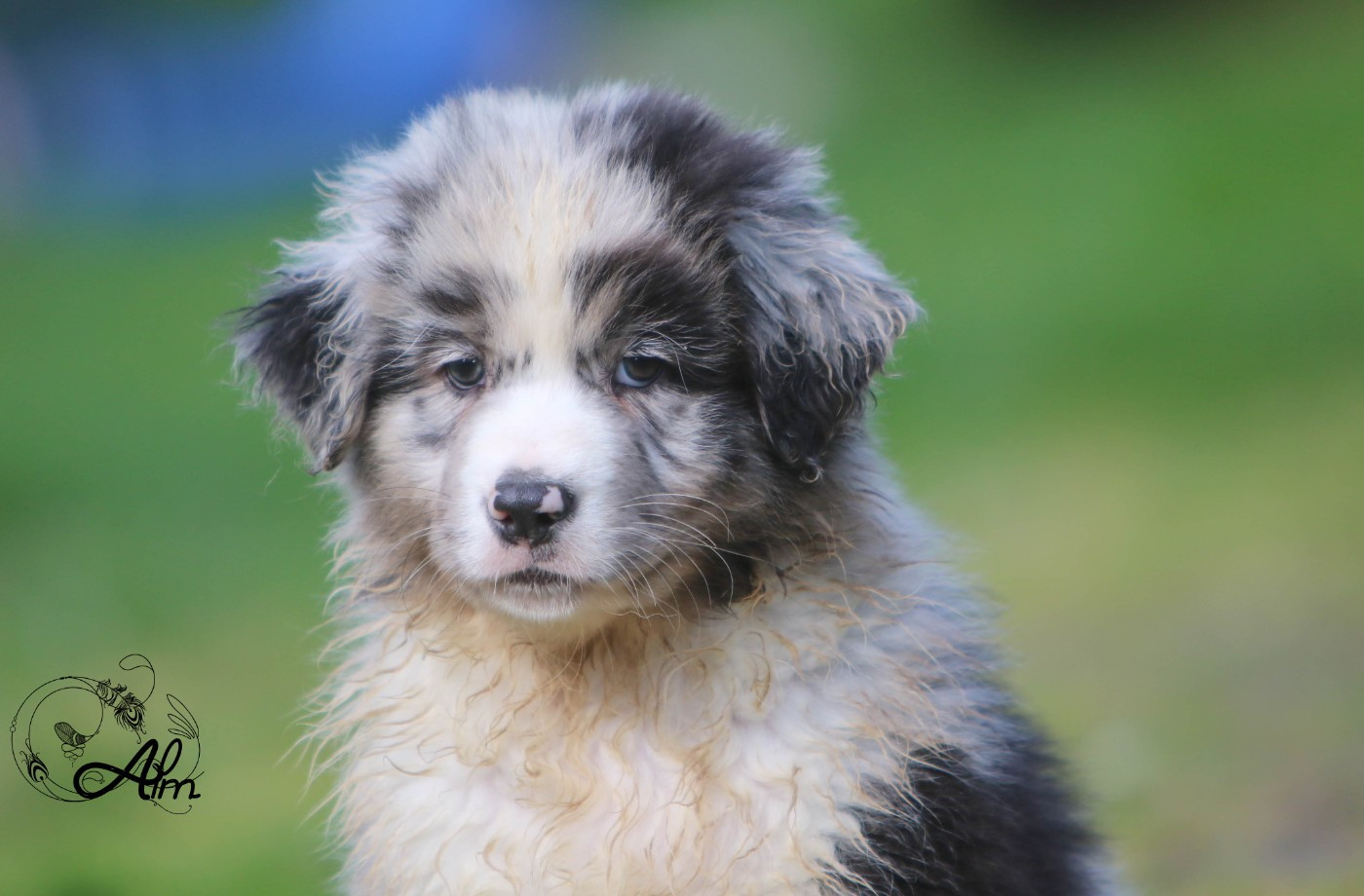 of Angel'Crossings - Chiots disponibles - Berger Australien