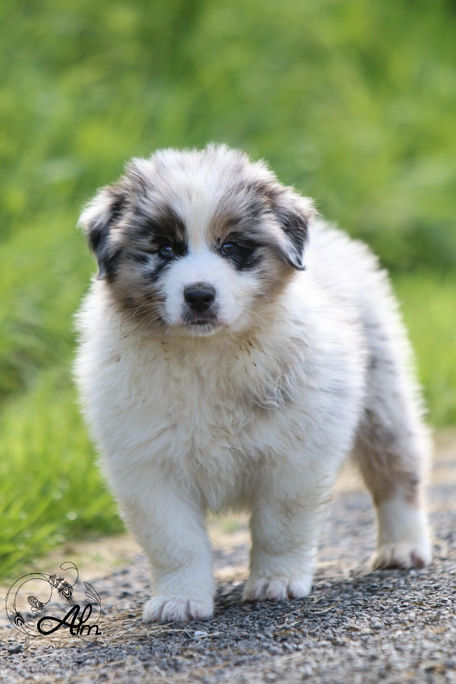of Angel'Crossings - Chiots disponibles - Berger Australien