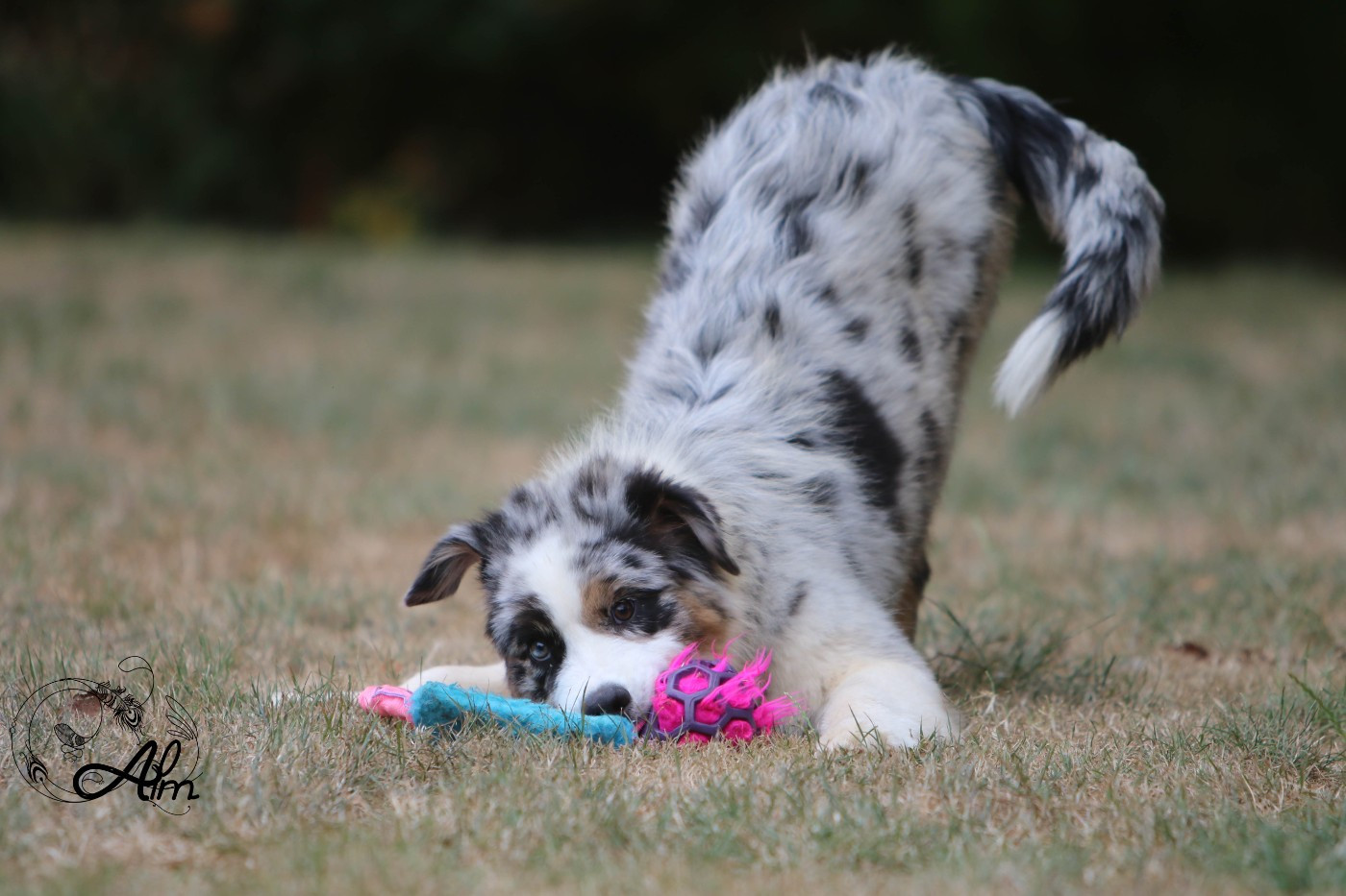 of Angel'Crossings - Chiots disponibles - Berger Australien