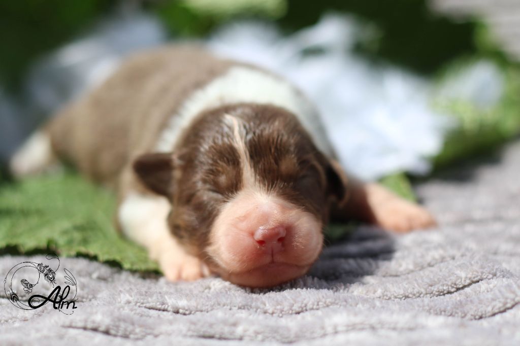 of Angel'Crossings - Chiots disponibles - Berger Australien
