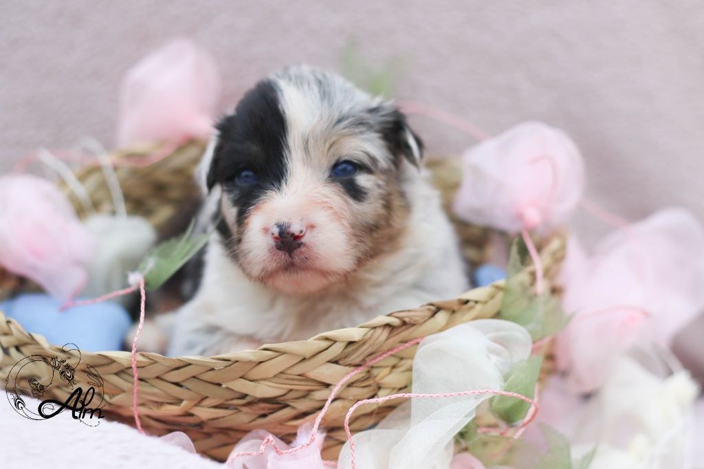 of Angel'Crossings - Chiots disponibles - Berger Australien