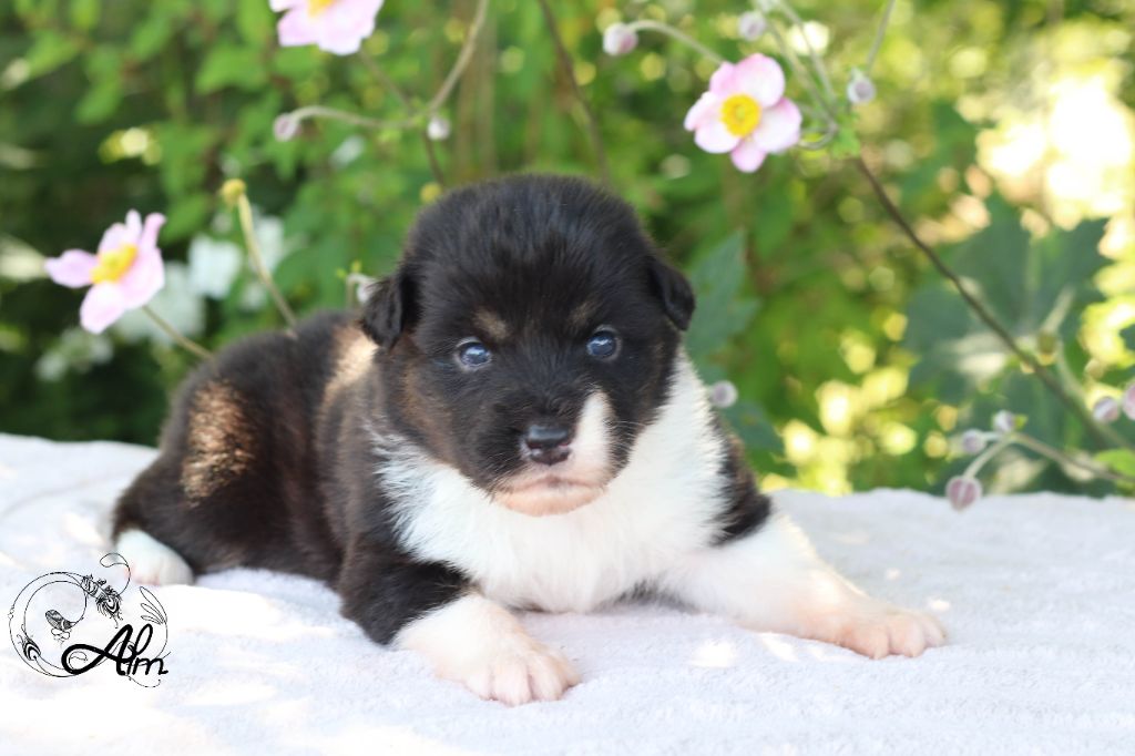 of Angel'Crossings - Chiots disponibles - Berger Australien