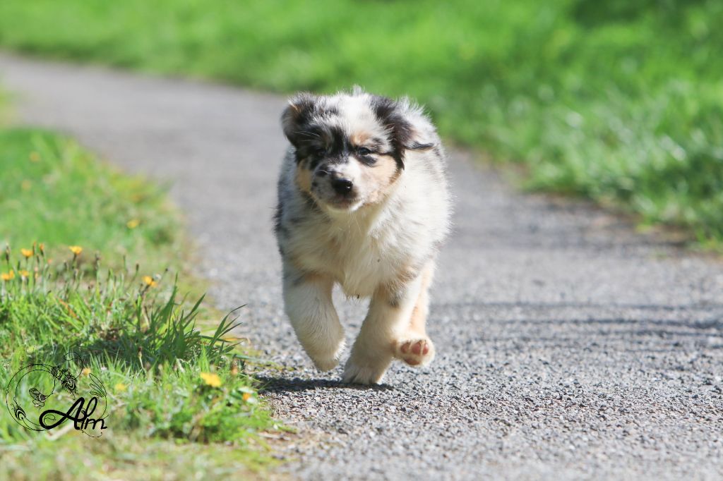 of Angel'Crossings - Chiots disponibles - Berger Australien
