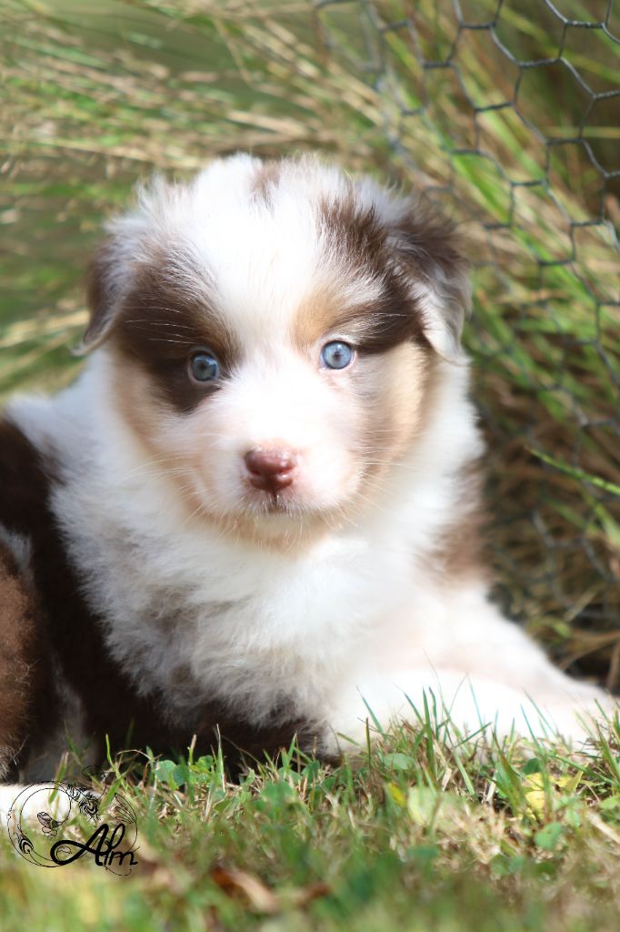 of Angel'Crossings - Chiots disponibles - Berger Australien