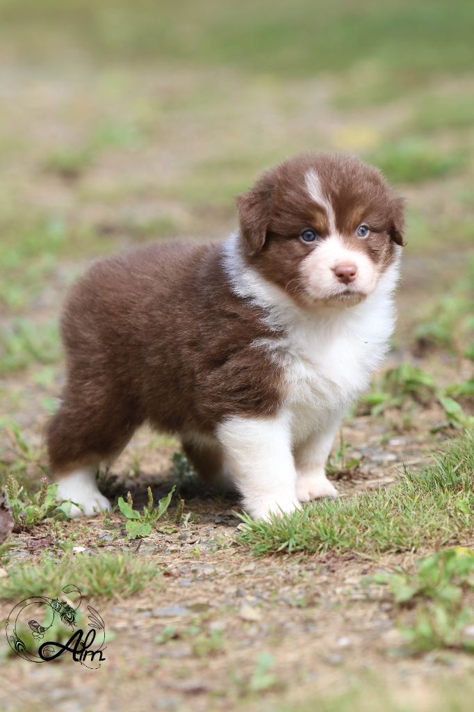 of Angel'Crossings - Chiots disponibles - Berger Australien