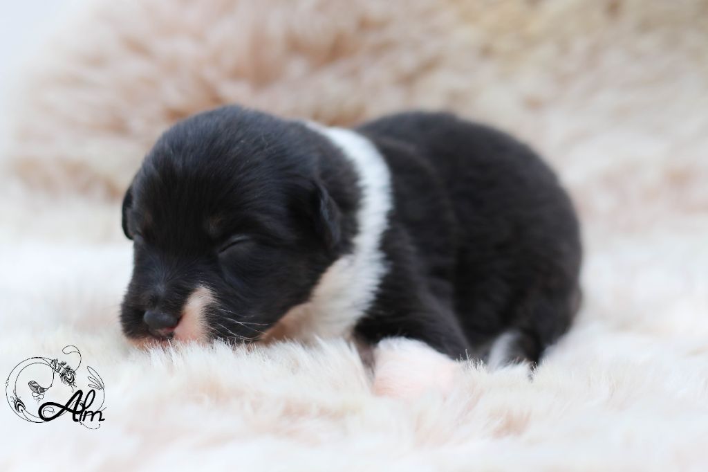 of Angel'Crossings - Chiots disponibles - Berger Australien
