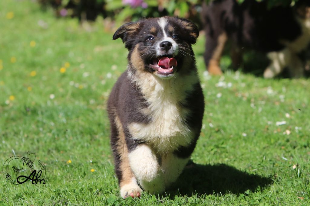of Angel'Crossings - Chiots disponibles - Berger Australien