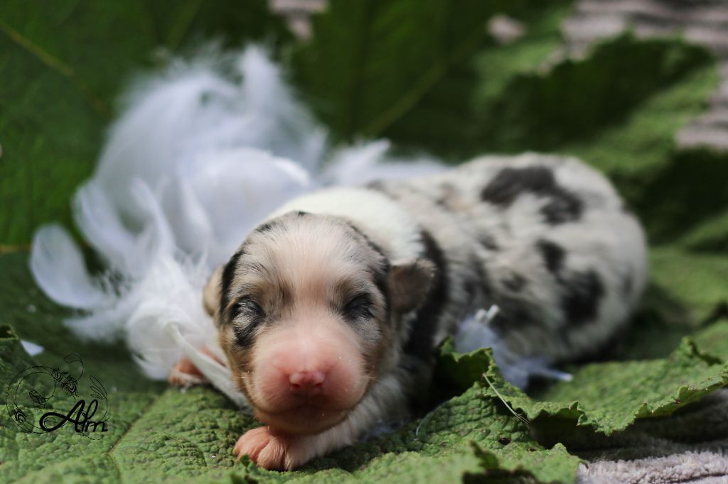 of Angel'Crossings - Chiots disponibles - Berger Australien