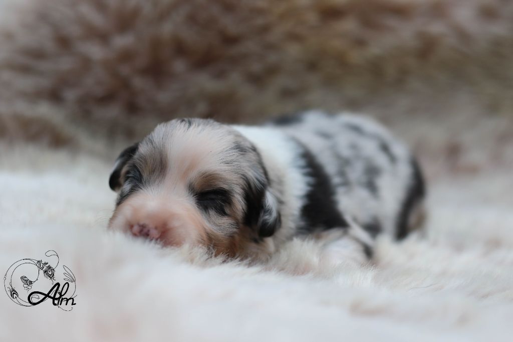 of Angel'Crossings - Chiots disponibles - Berger Australien