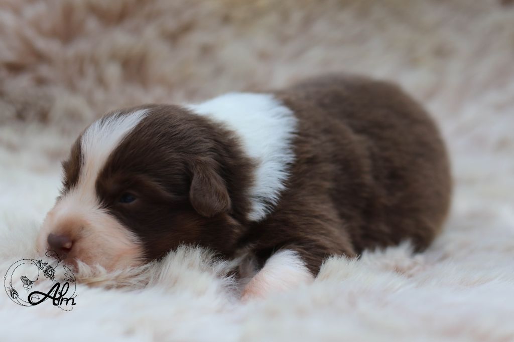 of Angel'Crossings - Chiots disponibles - Berger Australien