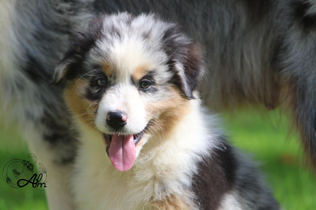 of Angel'Crossings - Chiots disponibles - Berger Australien