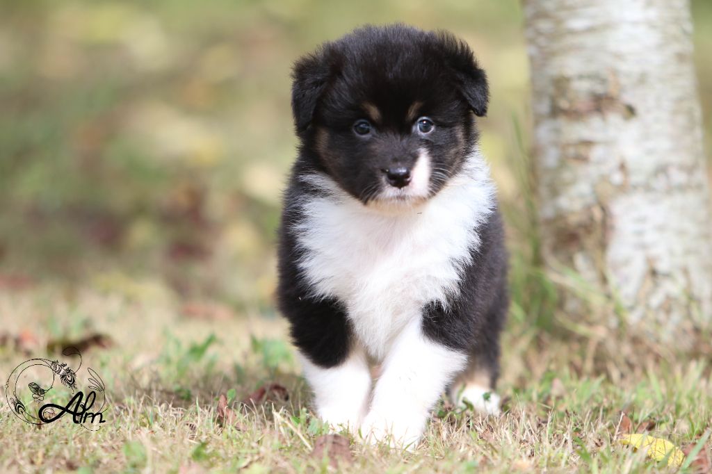 of Angel'Crossings - Chiots disponibles - Berger Australien