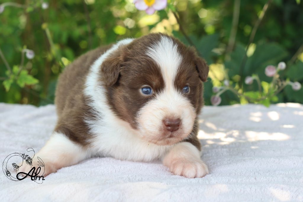 of Angel'Crossings - Chiots disponibles - Berger Australien