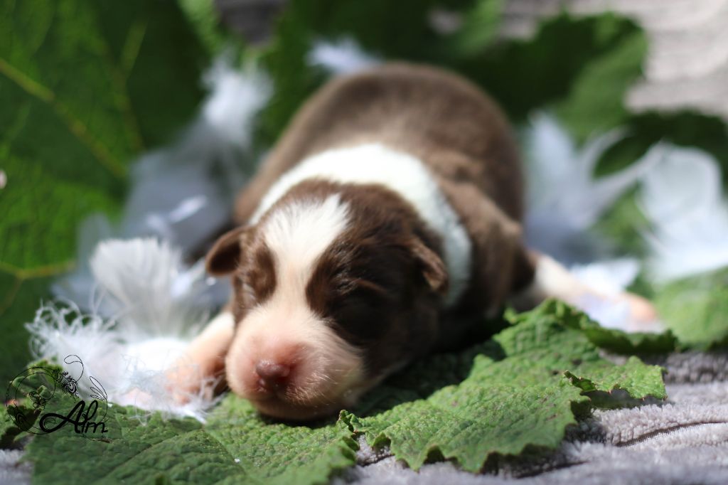 of Angel'Crossings - Chiots disponibles - Berger Australien