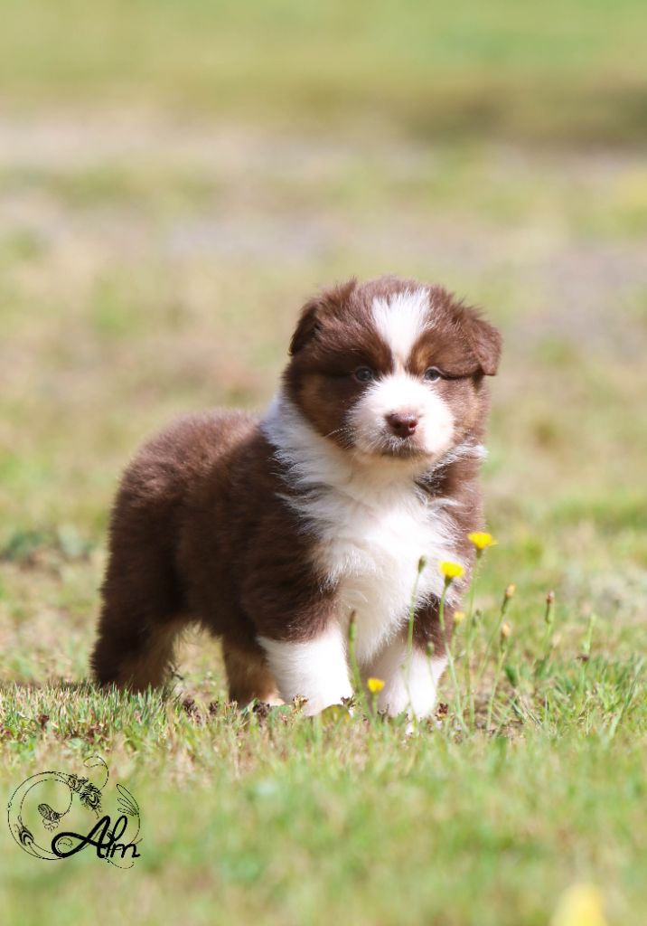 of Angel'Crossings - Chiots disponibles - Berger Australien