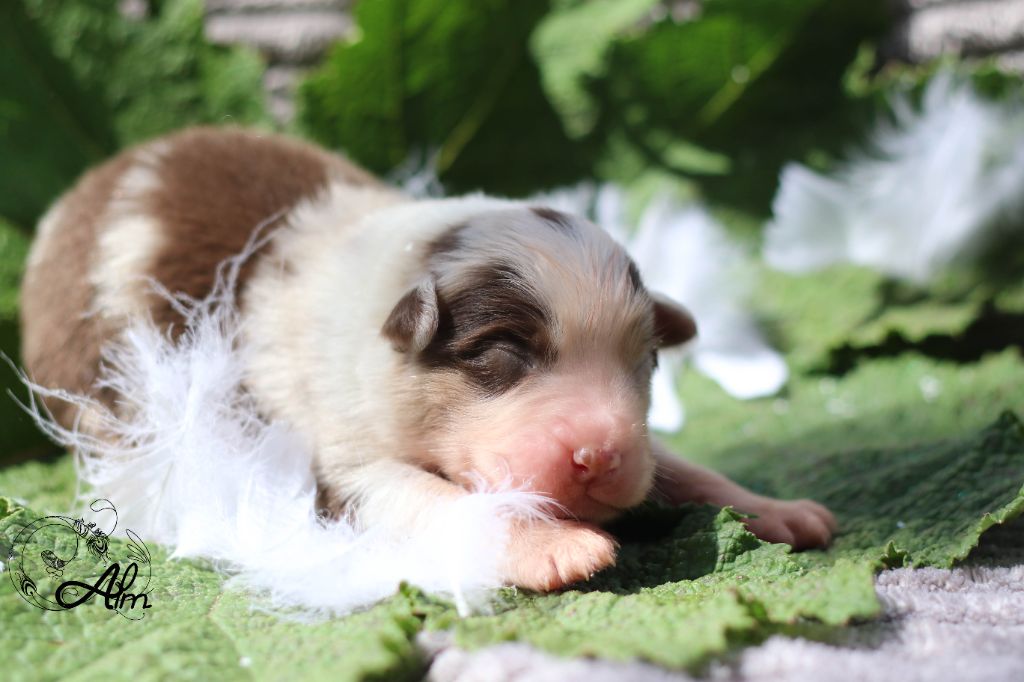 of Angel'Crossings - Chiots disponibles - Berger Australien