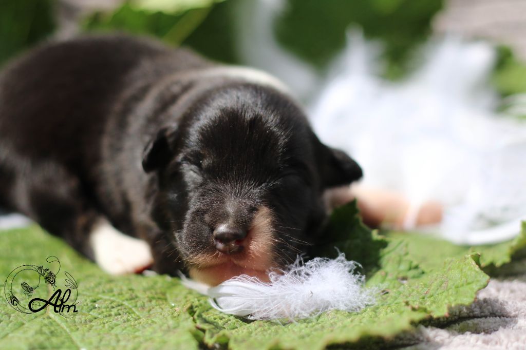 of Angel'Crossings - Chiots disponibles - Berger Australien