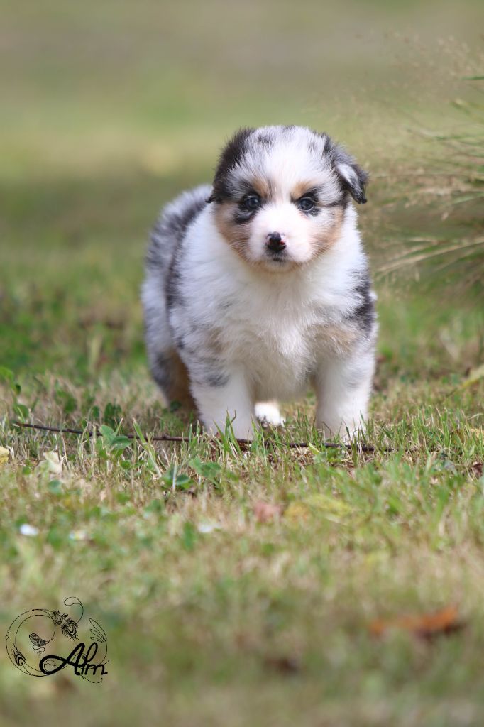 of Angel'Crossings - Chiots disponibles - Berger Australien
