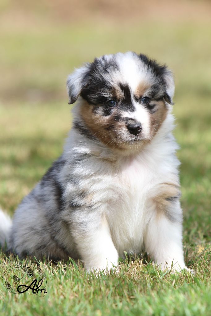 of Angel'Crossings - Chiots disponibles - Berger Australien